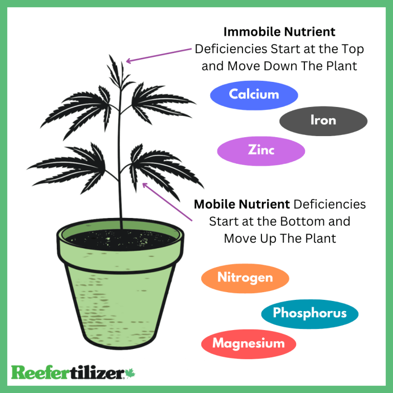 mobile vs immobile graphic for cannabis