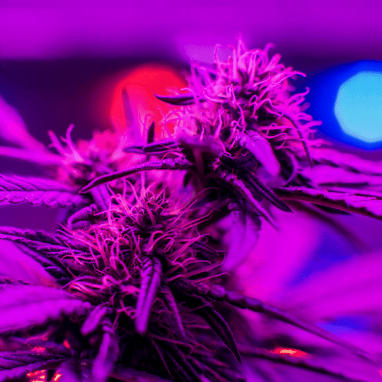 Cannabis grown under LED light
