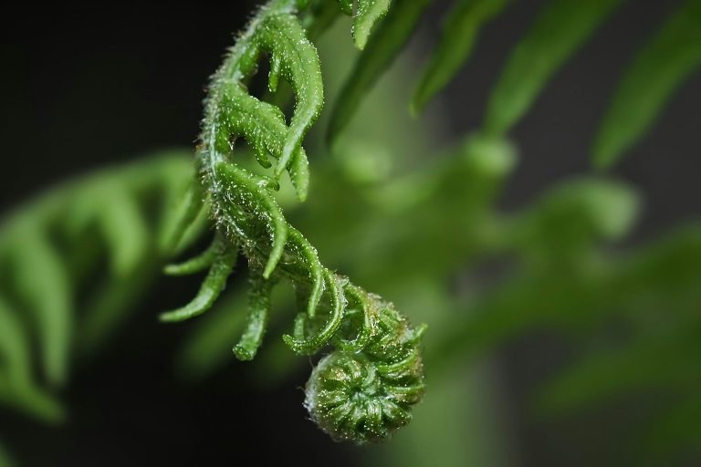 Regenerative Cannabis