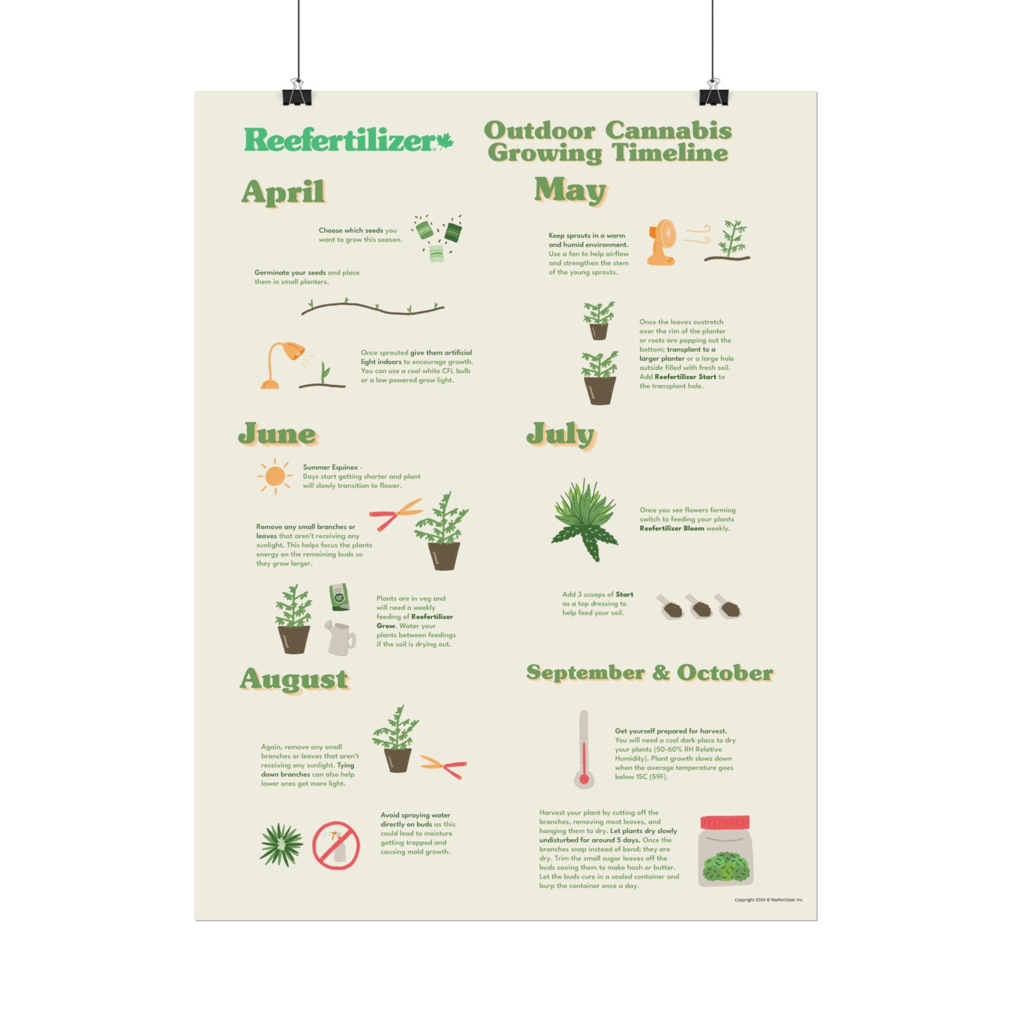 Outdoor Cannabis Growing Timeline Poster - Image 2