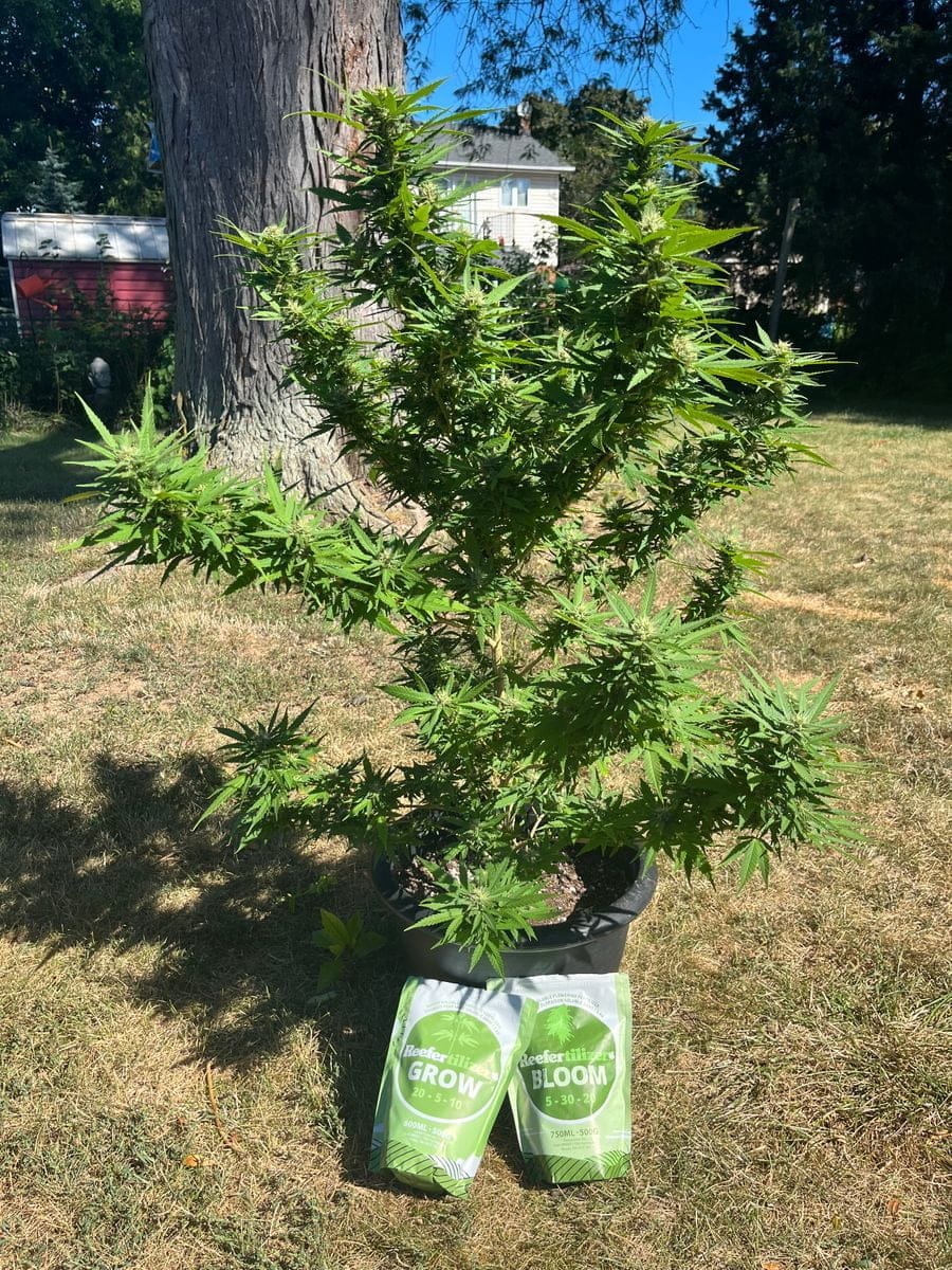 Reefertilizer® Grow & Bloom Cannabis Nutrients for Veg & Flower - Image 5