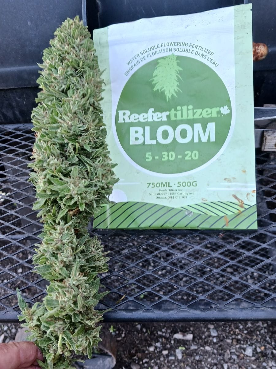 Reefertilizer® Bloom Flowering Nutrients for Cannabis - Image 5