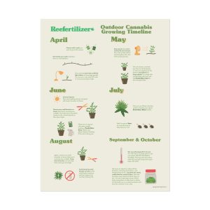 Outdoor Cannabis Growing Timeline Poster