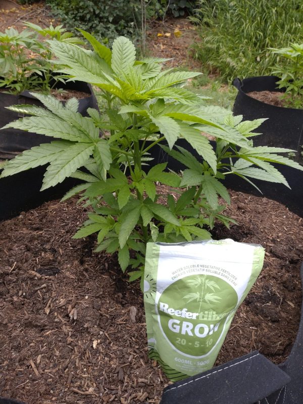 Healthy cannabis plant grown with Reefertilizer